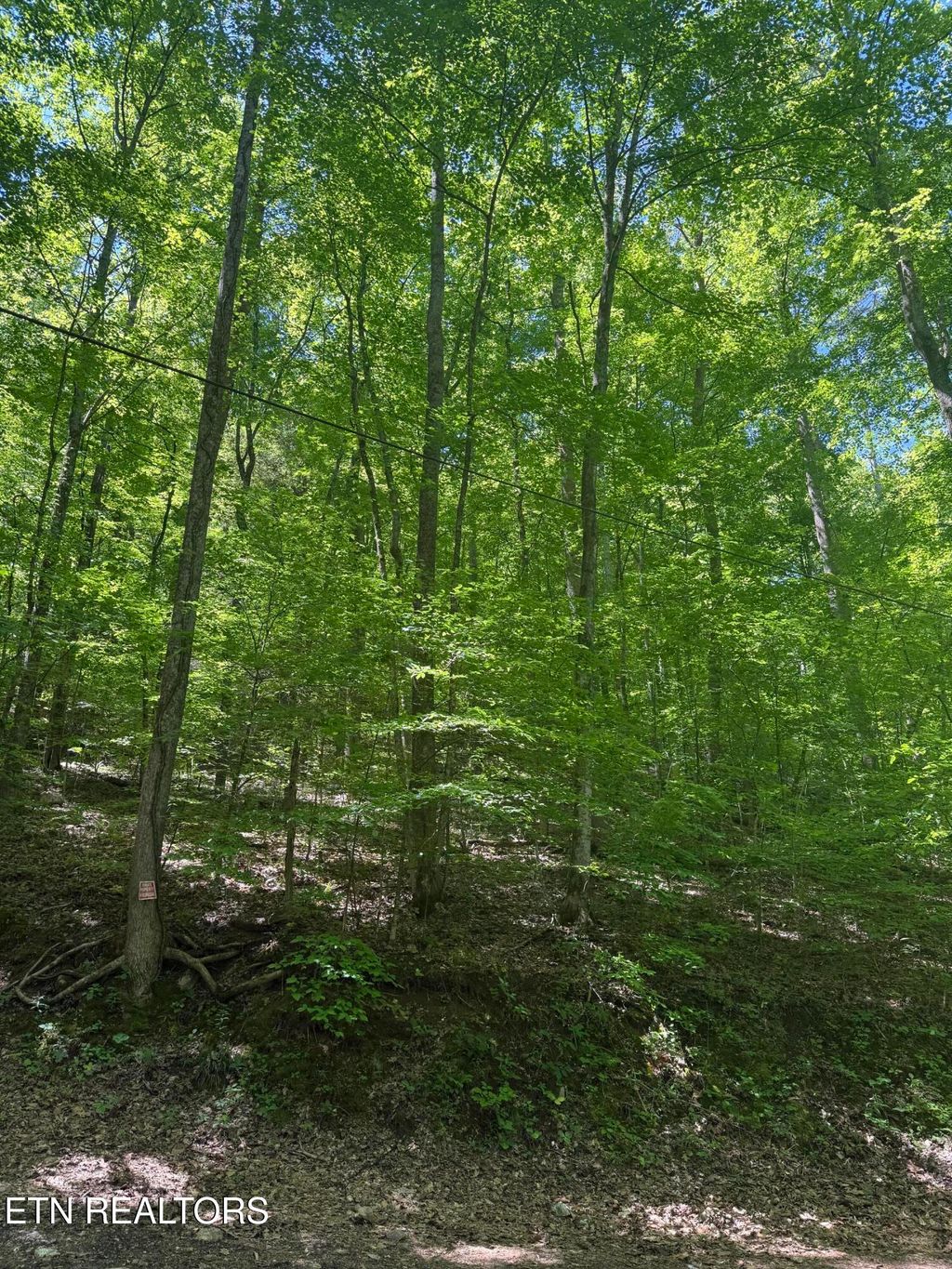 Photo of White Oak Lane, Caryville, TN 37714 (MLS # 1339156)