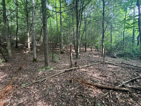 Tiny photo for 12 Burrville Rd, Sunbright, TN 37872 (MLS # 1351520)