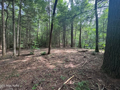 Tiny photo for 12 Burrville Rd, Sunbright, TN 37872 (MLS # 1351520)