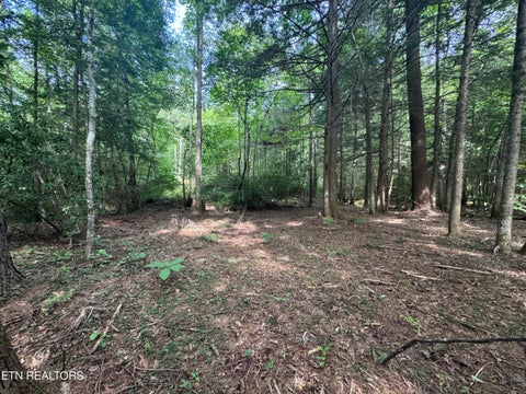 Tiny photo for 12 Burrville Rd, Sunbright, TN 37872 (MLS # 1351520)