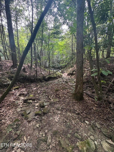 Tiny photo for 12 Burrville Rd, Sunbright, TN 37872 (MLS # 1351520)