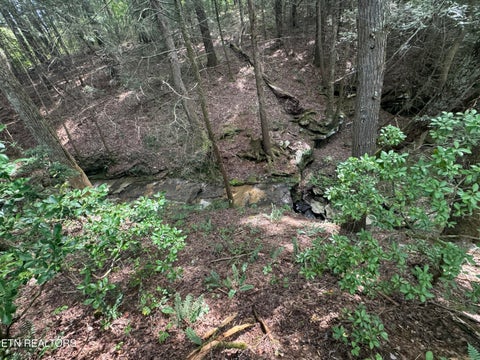 Tiny photo for 12 Burrville Rd, Sunbright, TN 37872 (MLS # 1351520)