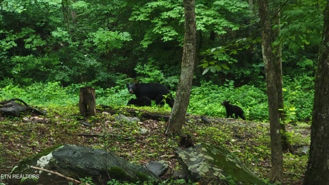 Tiny photo for 1235 Ski Mountain Rd #APT 610, Gatlinburg, TN 37738 (MLS # 1357316)