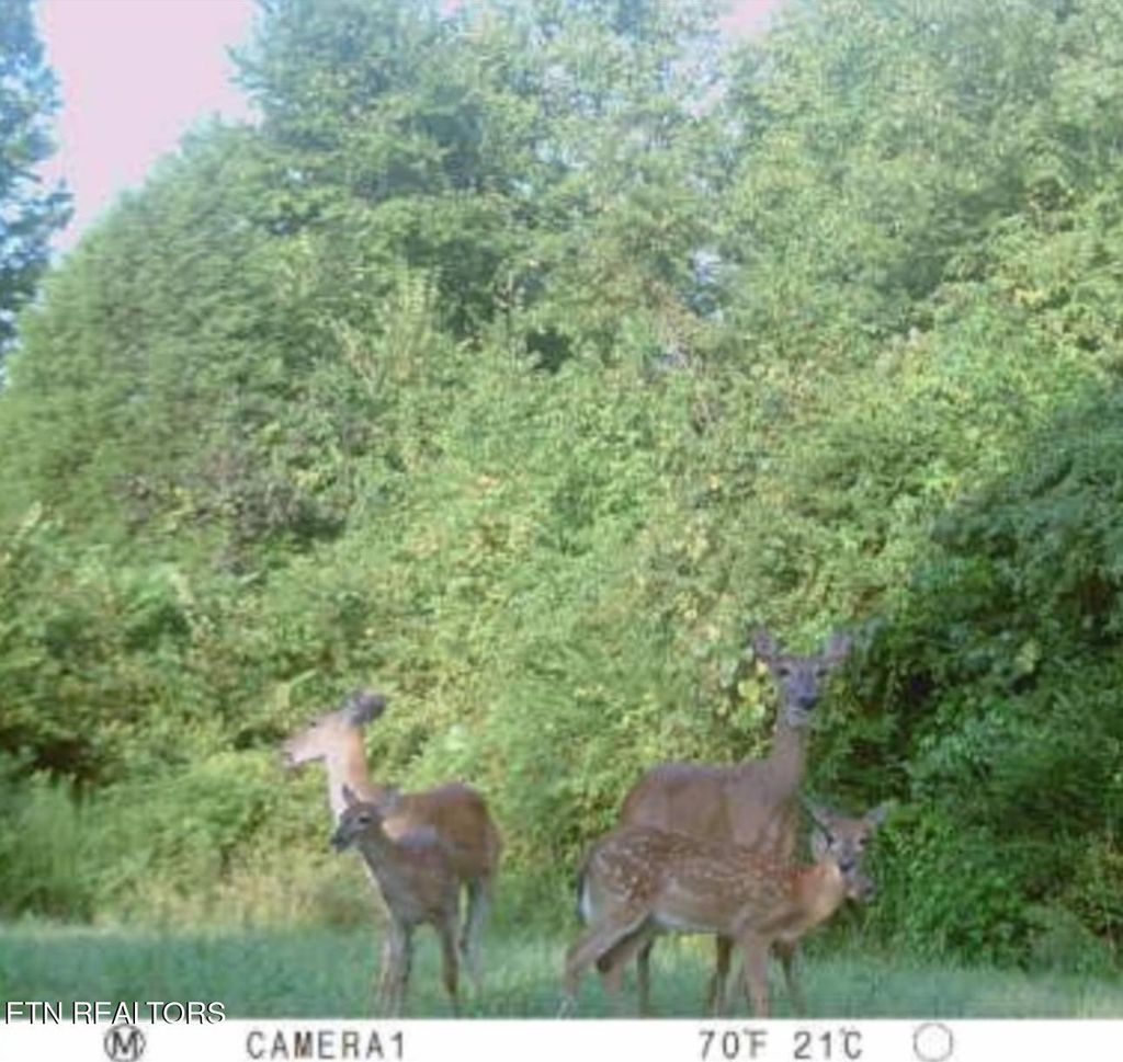 Photo of 1350 Spring City Hwy, Rockwood, TN 37854 (MLS # 1300489)