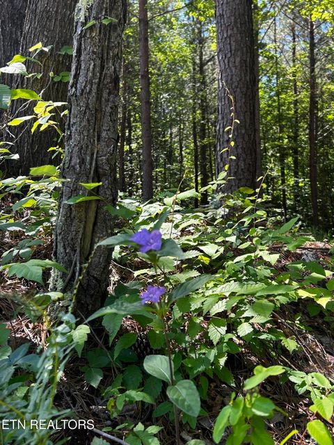 Tiny photo for 34 State Highway 304, Ten Mile, TN 37880 (MLS # 1344027)