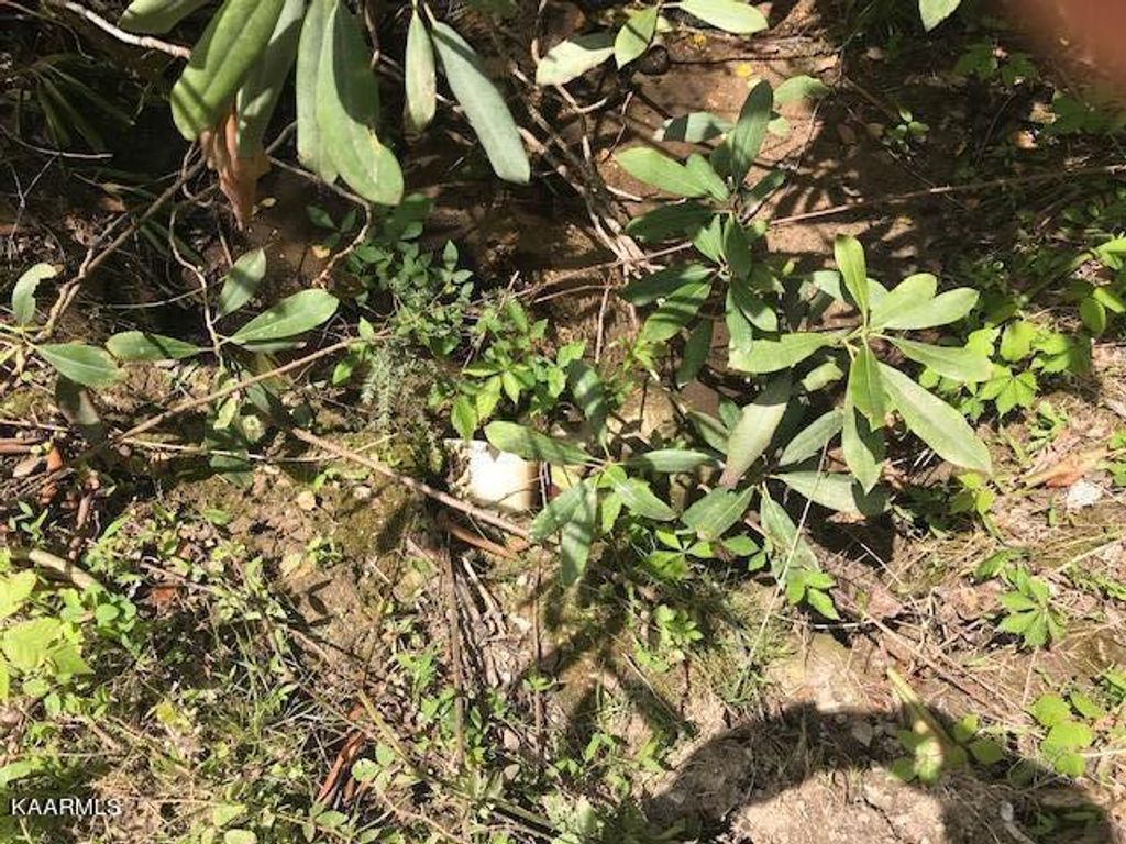 Photo of 355 Smithfield Rd Rd, Tellico Plains, TN 37385 (MLS # 1227051)