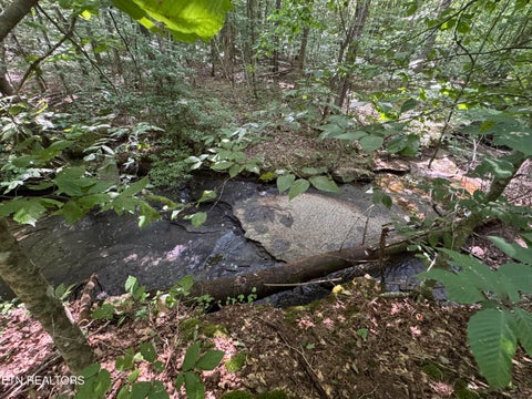 Tiny photo for 0 Brimstone Creek, Robbins, TN 37852 (MLS # 1353089)