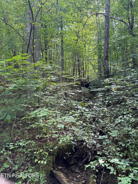 Tiny photo for 0 Brimstone Creek, Robbins, TN 37852 (MLS # 1353089)