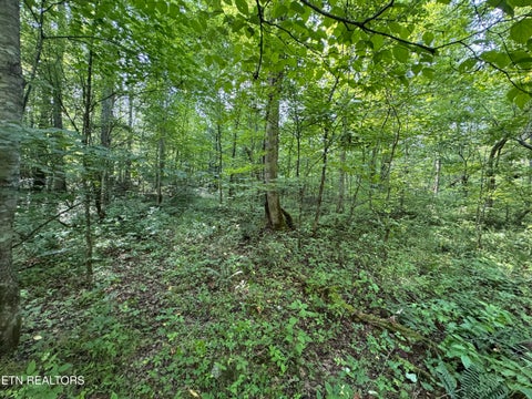 Tiny photo for 0 Brimstone Creek, Robbins, TN 37852 (MLS # 1353089)