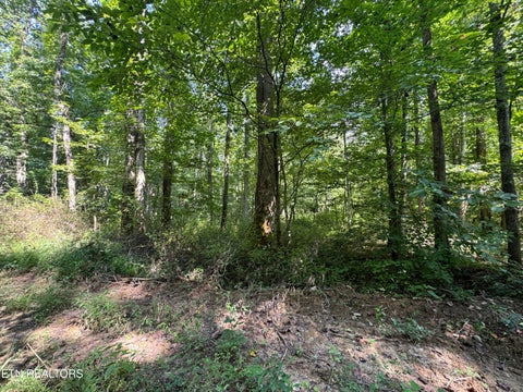 Tiny photo for 0 Brimstone Creek, Robbins, TN 37852 (MLS # 1353089)