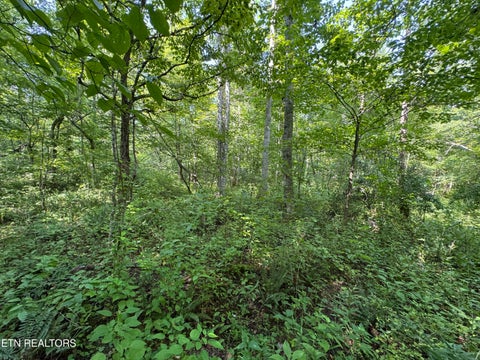 Tiny photo for 0 Brimstone Creek, Robbins, TN 37852 (MLS # 1353089)