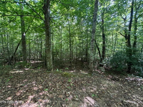 Tiny photo for 0 Brimstone Creek, Robbins, TN 37852 (MLS # 1353089)
