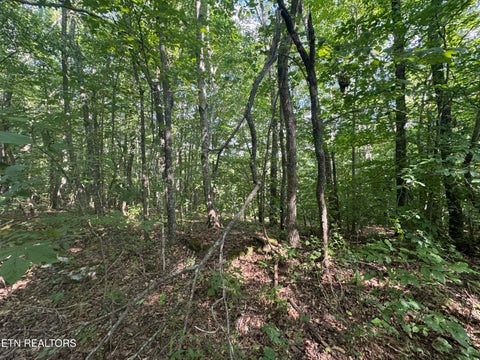 Tiny photo for 0 Brimstone Creek, Robbins, TN 37852 (MLS # 1353089)