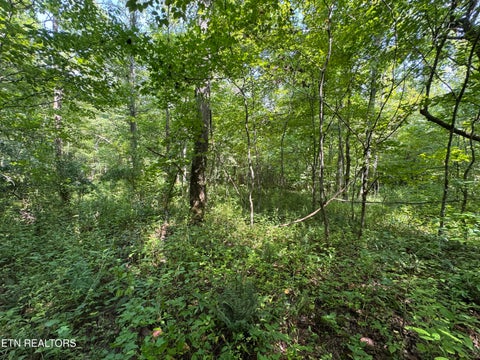 Tiny photo for 0 Brimstone Creek, Robbins, TN 37852 (MLS # 1353089)