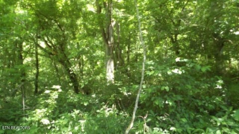 Tiny photo for 5155 Brimstone Creek Rd RD, Moss, TN 38575 (MLS # 1358395)