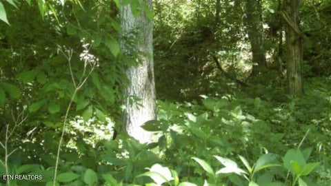 Tiny photo for 5155 Brimstone Creek Rd RD, Moss, TN 38575 (MLS # 1358395)