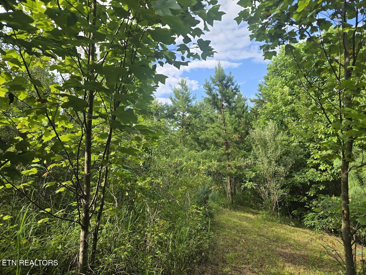 Tract 1 Grassy Knob Road