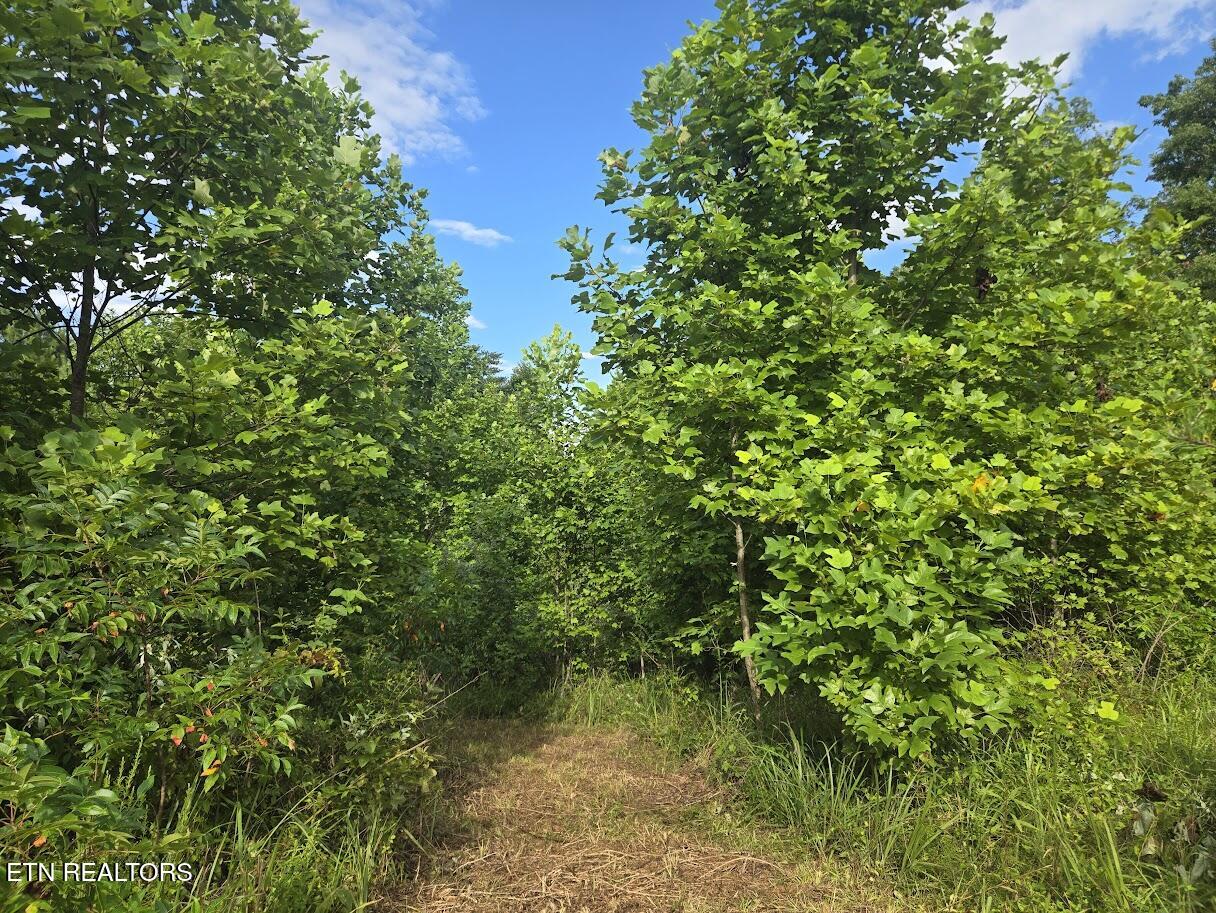 Tract 1 Grassy Knob Road