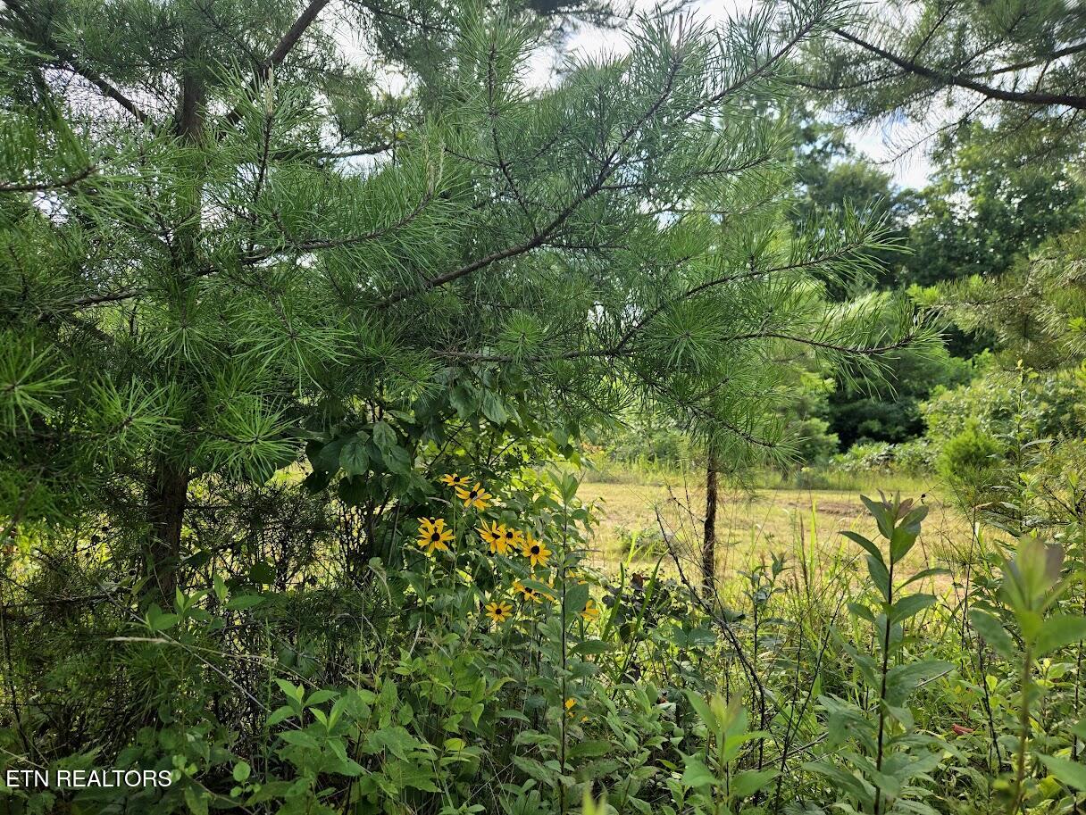 Tract 1 Grassy Knob Road