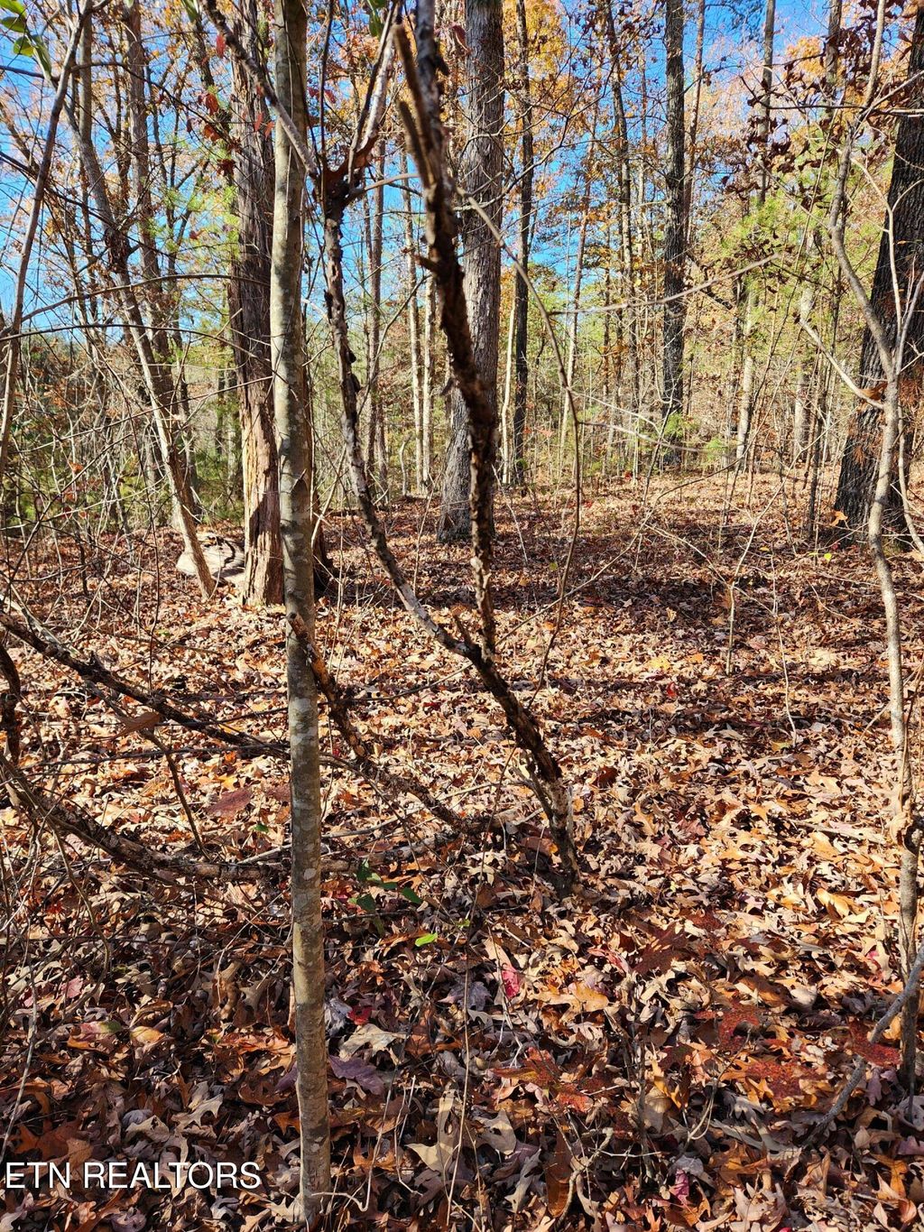 Photo of 48 Myers Rd, Tellico Plains, TN 37385 (MLS # 1283818)