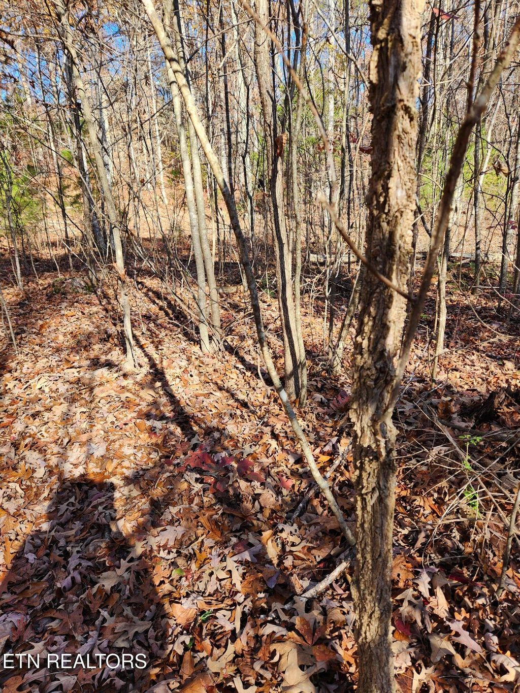 Photo of 48 Myers Rd, Tellico Plains, TN 37385 (MLS # 1283818)