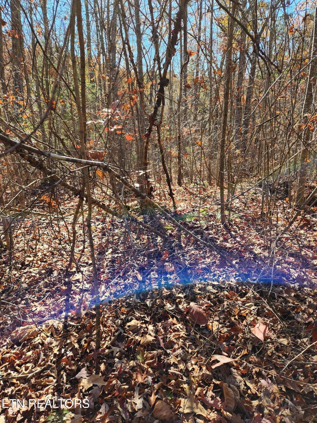 Photo of 48 Myers Rd, Tellico Plains, TN 37385 (MLS # 1283818)