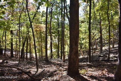 Tiny photo for 0 Lake Forest Drive, Spring City, TN 37381 (MLS # 1360403)
