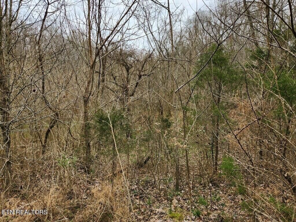 Photo of 3156 Old Lowes Ferry Rd, Louisville, TN 37777 (MLS # 1252707)