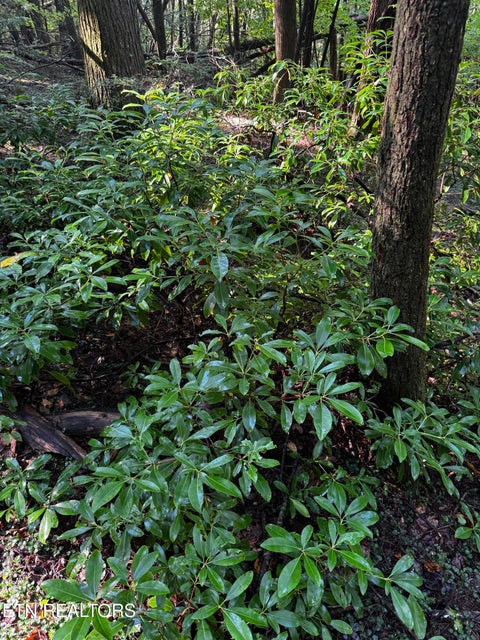 Tiny photo for 1475 Campground Rd, Clarkrange, TN 38553 (MLS # 1355740)