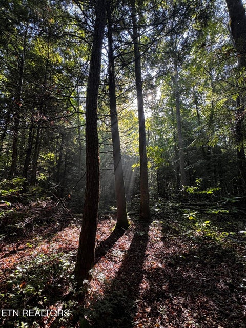 Tiny photo for 1475 Campground Rd, Clarkrange, TN 38553 (MLS # 1355740)