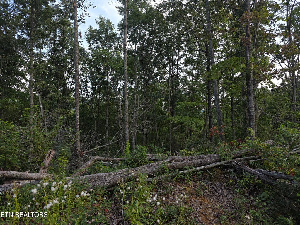 Photo of 12 Mill Creek Rd, Sunbright, TN 37872 (MLS # 1357186)