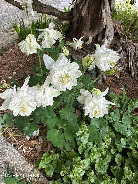 Tiny photo for 7824 Beckett Ridge Court, Powell, TN 37849 (MLS # 1336888)