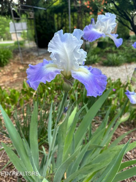 Tiny photo for 7824 Beckett Ridge Court, Powell, TN 37849 (MLS # 1336888)