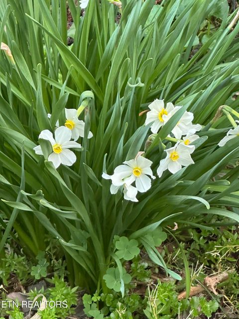 Tiny photo for 7824 Beckett Ridge Court, Powell, TN 37849 (MLS # 1336888)