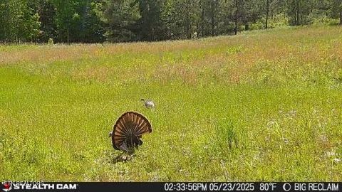 Tiny photo for 00 Greenfields Rd, Spencer, TN 38585 (MLS # 1327668)