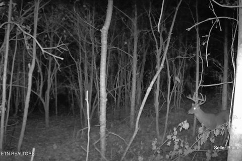 Tiny photo for 146 Bent Creek Tr, Englewood, TN 37329 (MLS # 1359807)