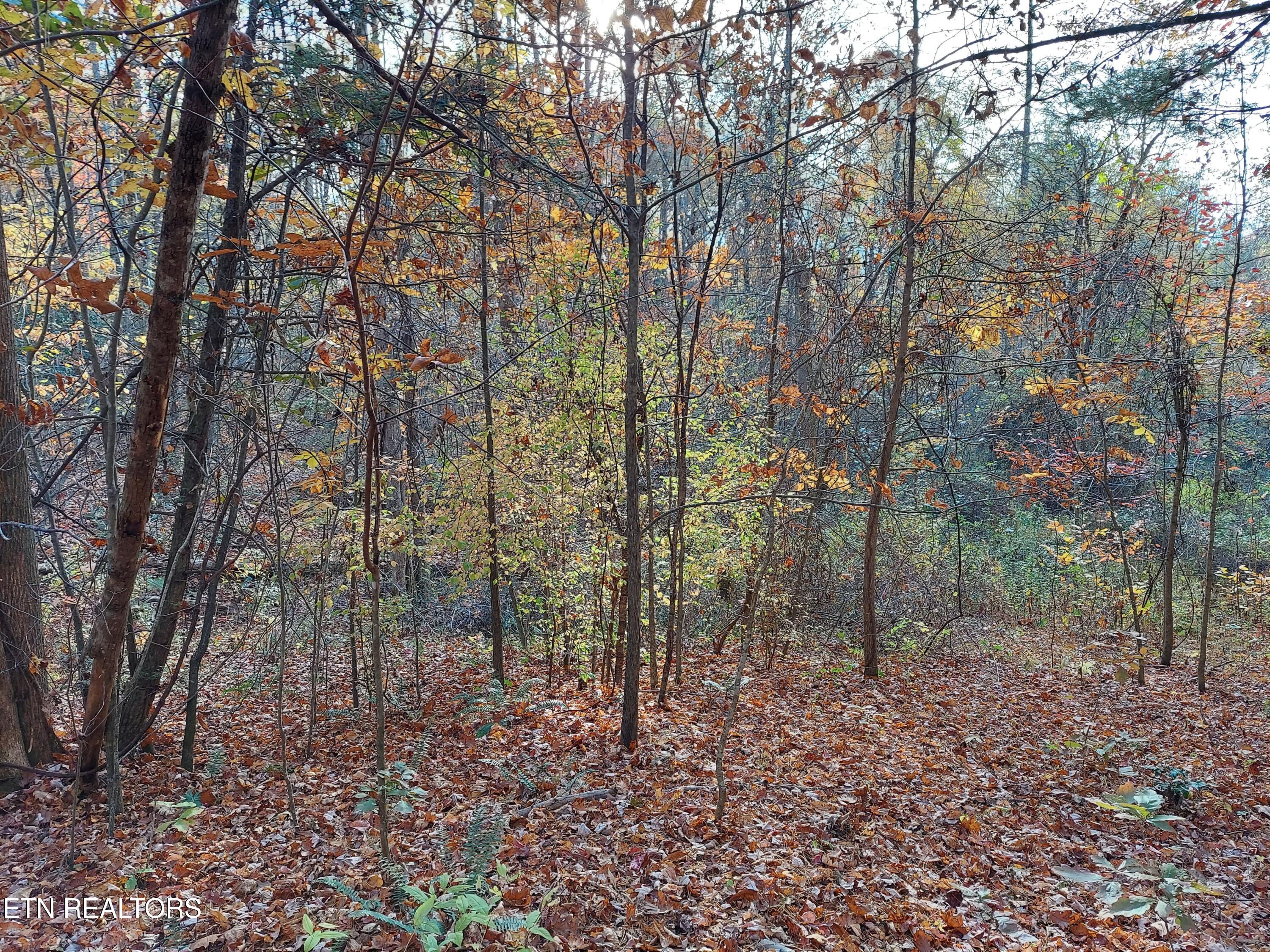 1.76 Acres Sugar Maple Way