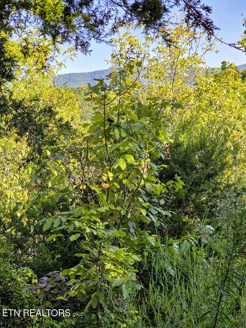 Tiny photo for 2534 Muddy Hollow Rd, Dandridge, TN 37725 (MLS # 1318091)