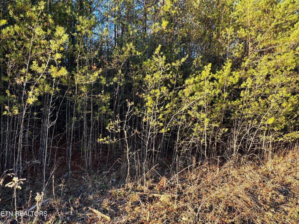 Photo of George Drive, Deer Lodge, TN 37726 (MLS # 1324758)