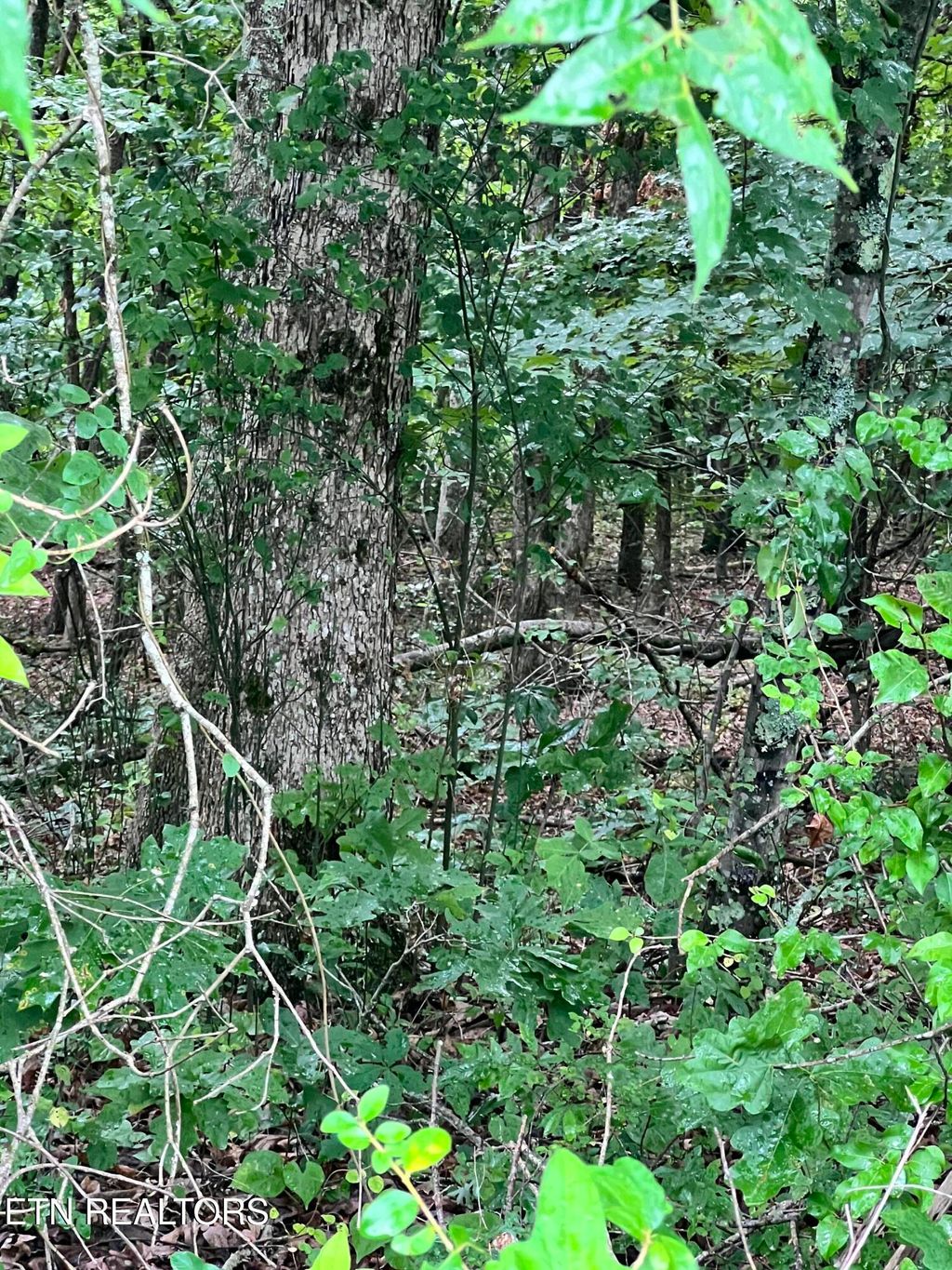 Photo of Lot 6 Willie Prigmore Rd, Decatur, TN 37322 (MLS # 1310663)