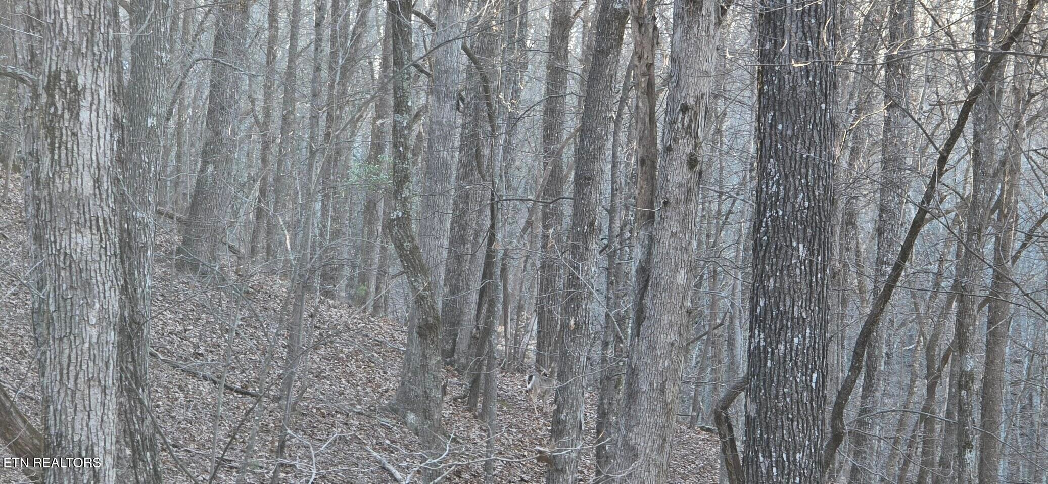 119 Pineridge Loop