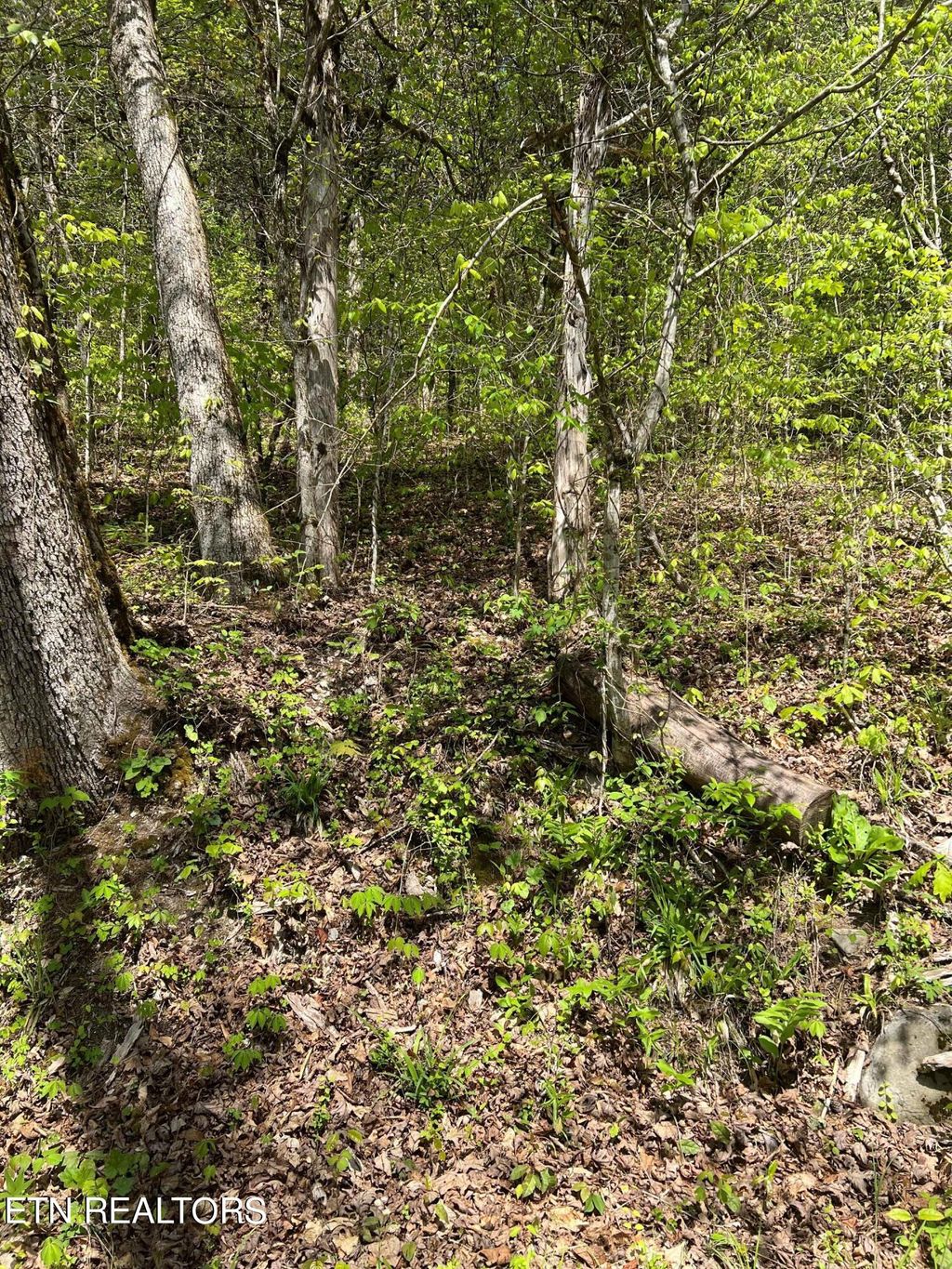 Photo of 6 Bear Creek Rd, New Tazewell, TN 37825 (MLS # 1266195)