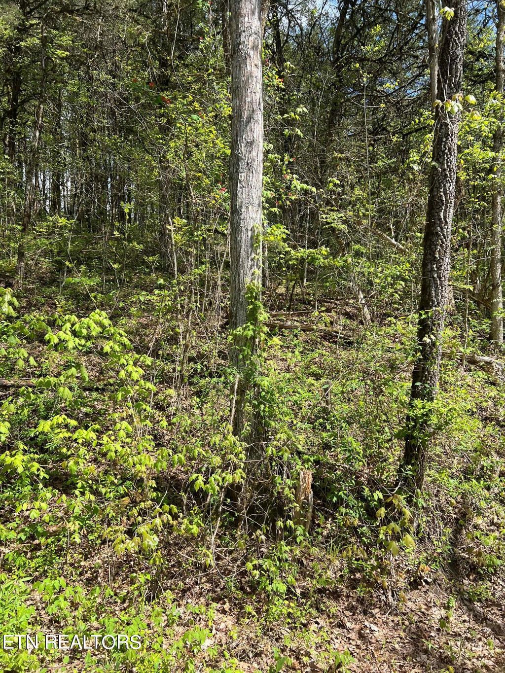 Photo of 6 Bear Creek Rd, New Tazewell, TN 37825 (MLS # 1266195)