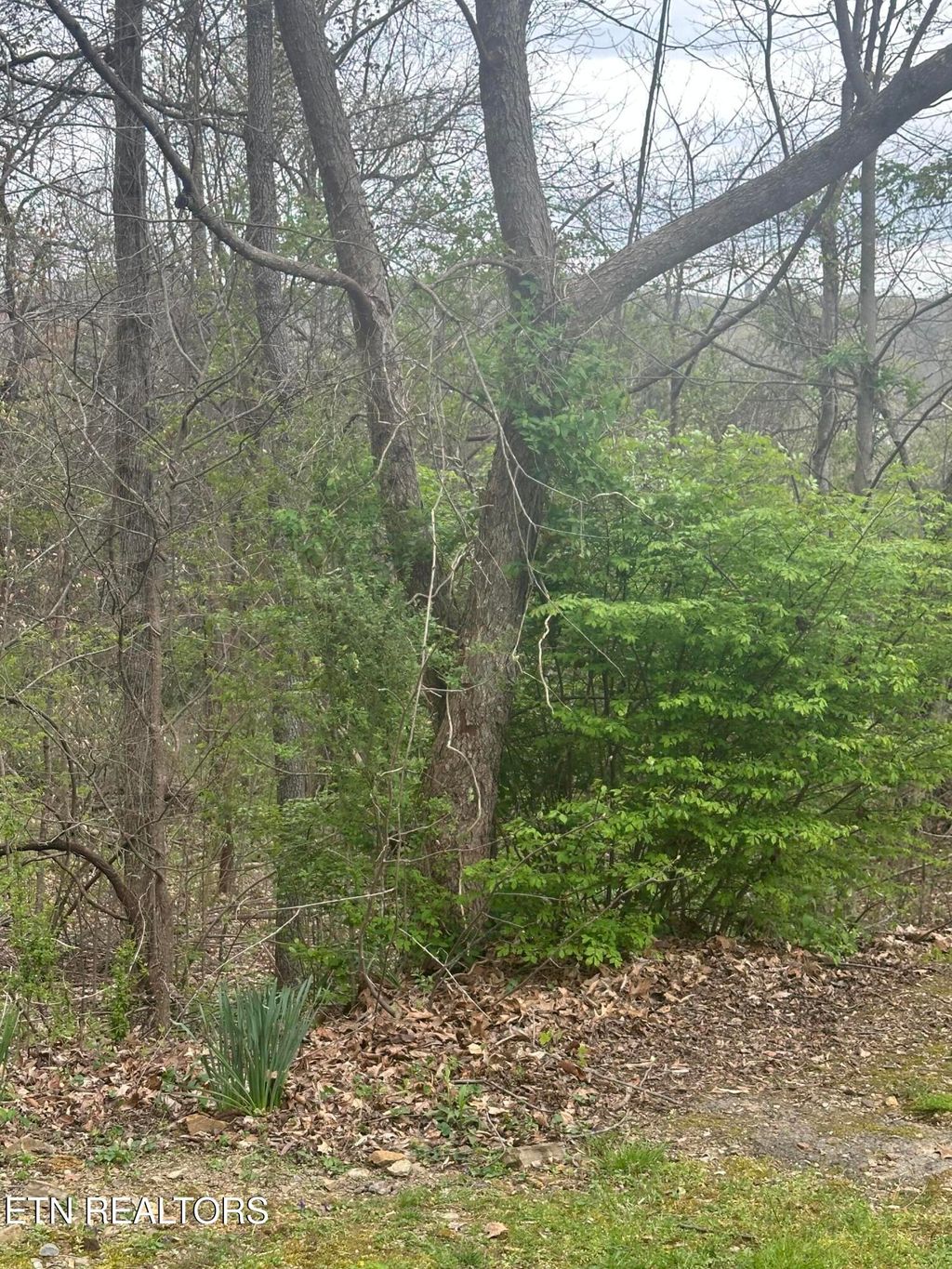 Photo of Mountain Grove Lane, Seymour, TN 37865 (MLS # 1334720)