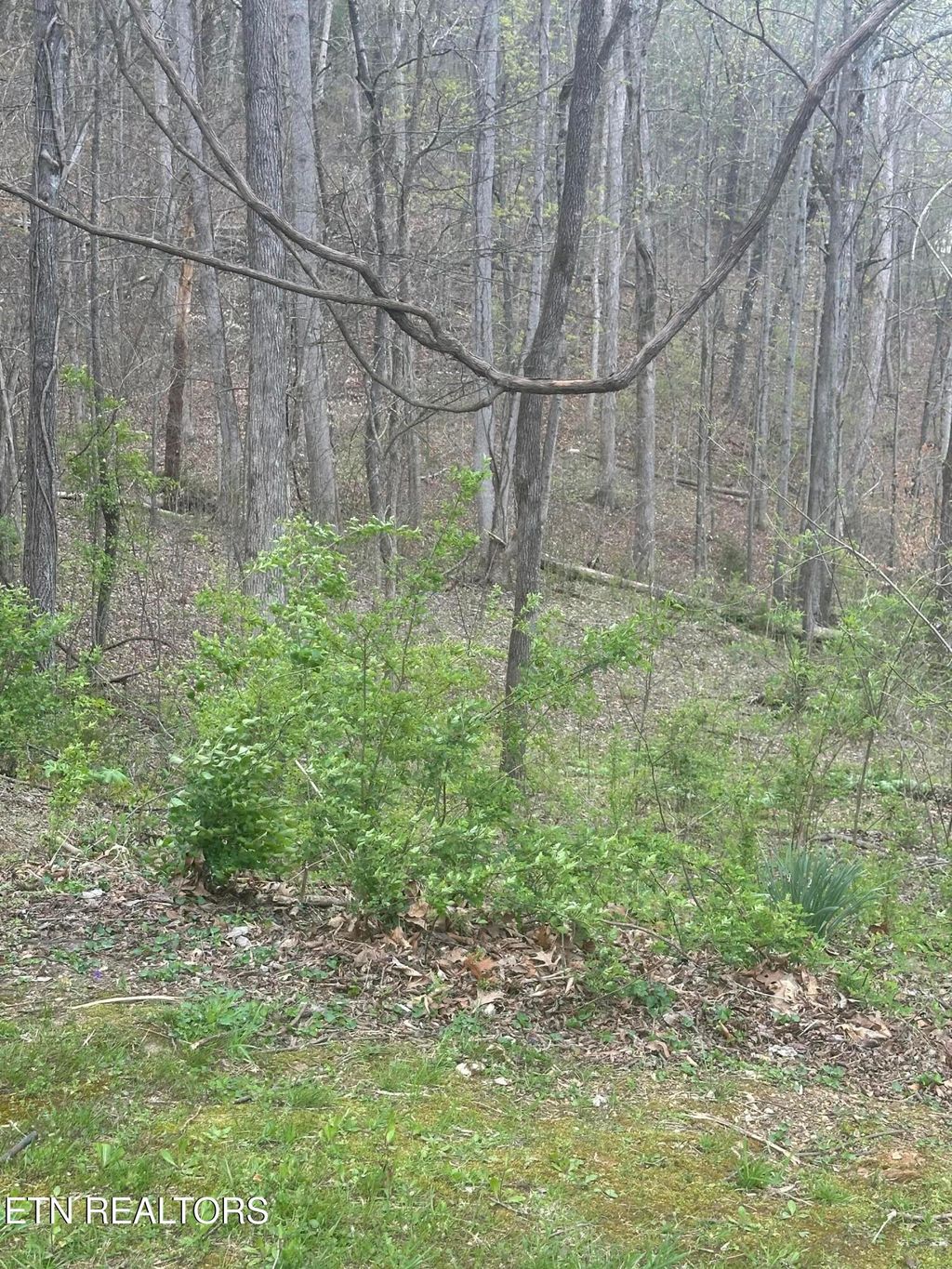 Photo of Mountain Grove Lane, Seymour, TN 37865 (MLS # 1334720)