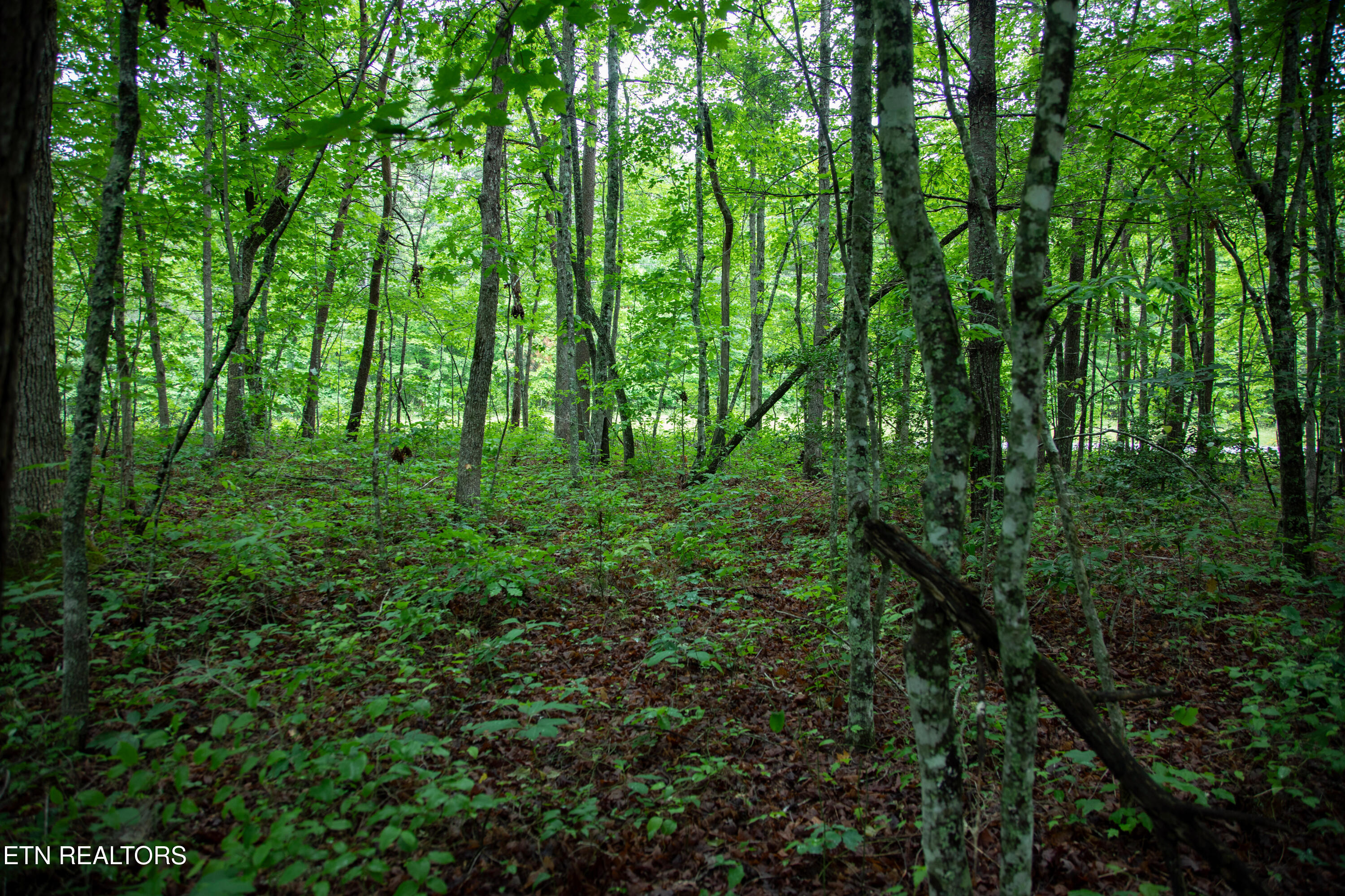 Photo 1 of 21 — 0 Lot 6 Cumberland Lakes Drive, Monterey, TN 38574