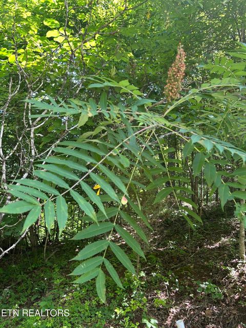 Tiny photo for 714 Russell Brothers Rd, Sharps Chapel, TN 37866 (MLS # 1348369)