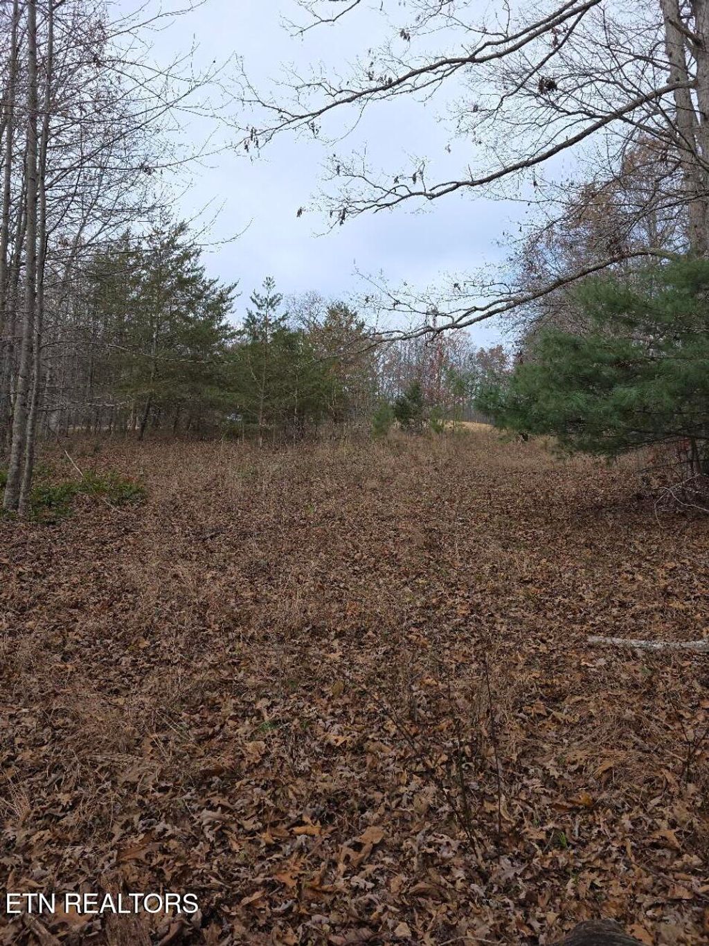 Photo of Junior Cox Rd, Deer Lodge, TN 37726 (MLS # 1324547)