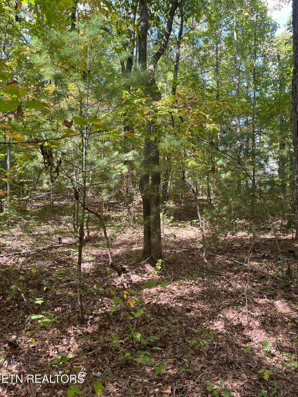 Photo of 589 Barney Creek Rd Rd, Tellico Plains, TN 37385 (MLS # 1316096)