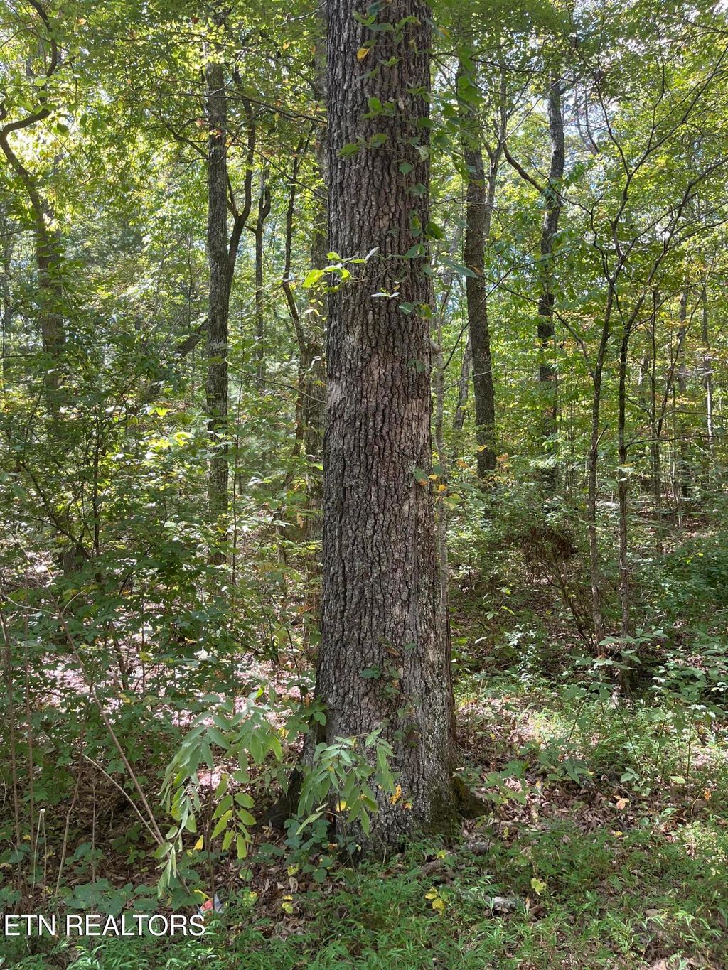 Photo of 589 Barney Creek Rd Rd, Tellico Plains, TN 37385 (MLS # 1316096)